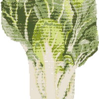 Chard KF Square