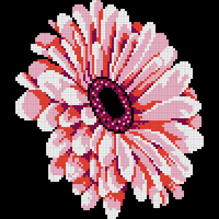 Pink Gerbera