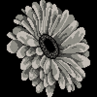 Grey Gerbera