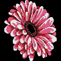 Dark Pink Gerbera