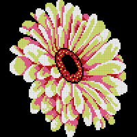 Lime Gerbera