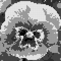 B&W Pansy Doily Template