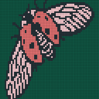 ladybug.png