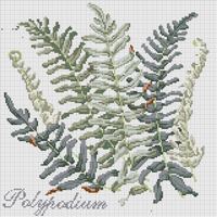 Polypona