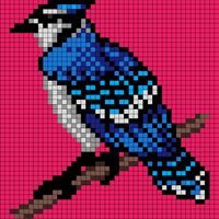 blue jay