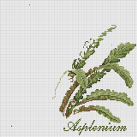 Asphenium