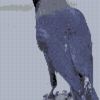 crow