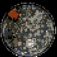 Mold - Petri Dish.jpg