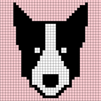 border collie