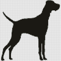 vizsla3.jpg