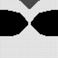 racoon
