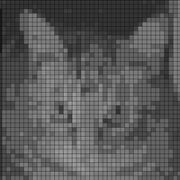 crop cari.png