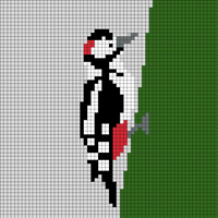woodpecker small