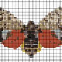 spotted lanternfly.jpg
