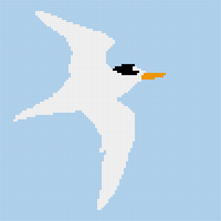 Copy of tern tern tern