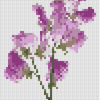 Sweet Pea Flowers
