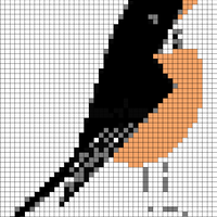 American Robin.jpg
