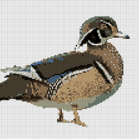 wood duck image.png
