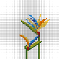 Bird of paradise 