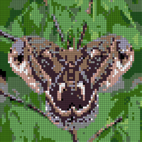 cecropia.jpg.webp