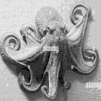 octopus_bw_.png