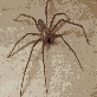 Brown recluse.jpg.webp.jpeg