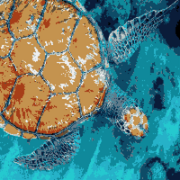Sea turtle