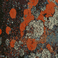 lichen2.png