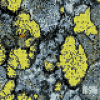 lichen3.png