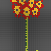 primula