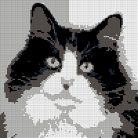 black-and-white-cat-sitting.jpg