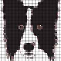 testborder collie 3.svg