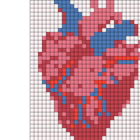 anatomical-heart.webp