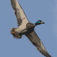 Copy of duck.jpg