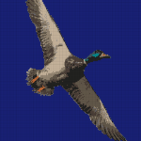 duck.jpg