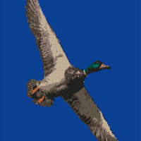 Copy of duck.jpg