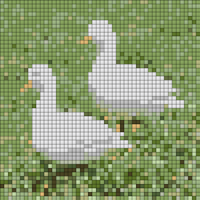 canard-mignon-blanc-canard-cane-de-race-vente-elevage.jpg