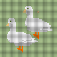 canard-mignon-blanc-canard-cane-de-race-vente-elevage.jpg
