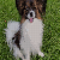 brown-white papillon dog.JPG
