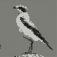 northern wheatear.jpg