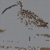 curlew.jpg