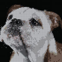 IMG_8272.jpeg
