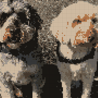 IMG_3445.jpeg