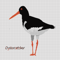 oyster catcher.jpeg