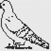 Pigeon 
