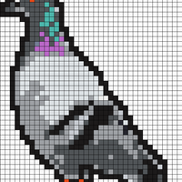 pigeon chart