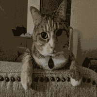 the best Tora picture.jpg