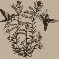 hummingbird