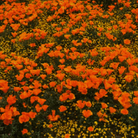 IMG_0427.jpeg