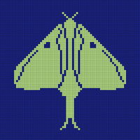 Moth 2